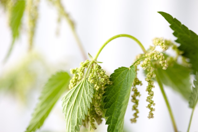 kopřiva-nettle-by-karolin-baitinger